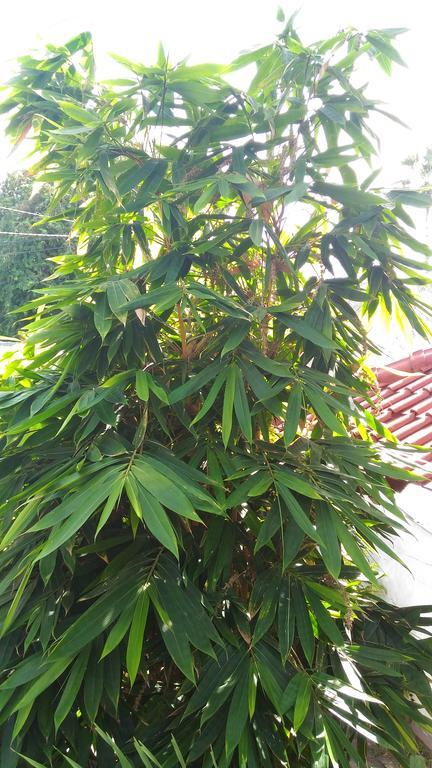 Santa Fe Homestay & Warong 아메드 외부 사진